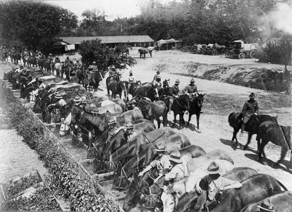 Лошади "призванные" на Первую Мировую